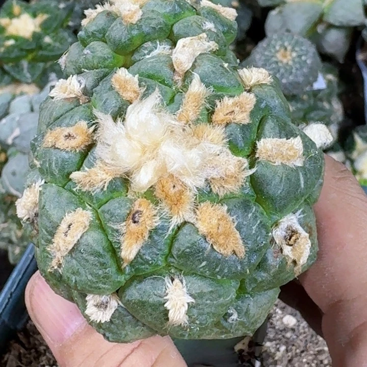 无花朵福利苗接连山378