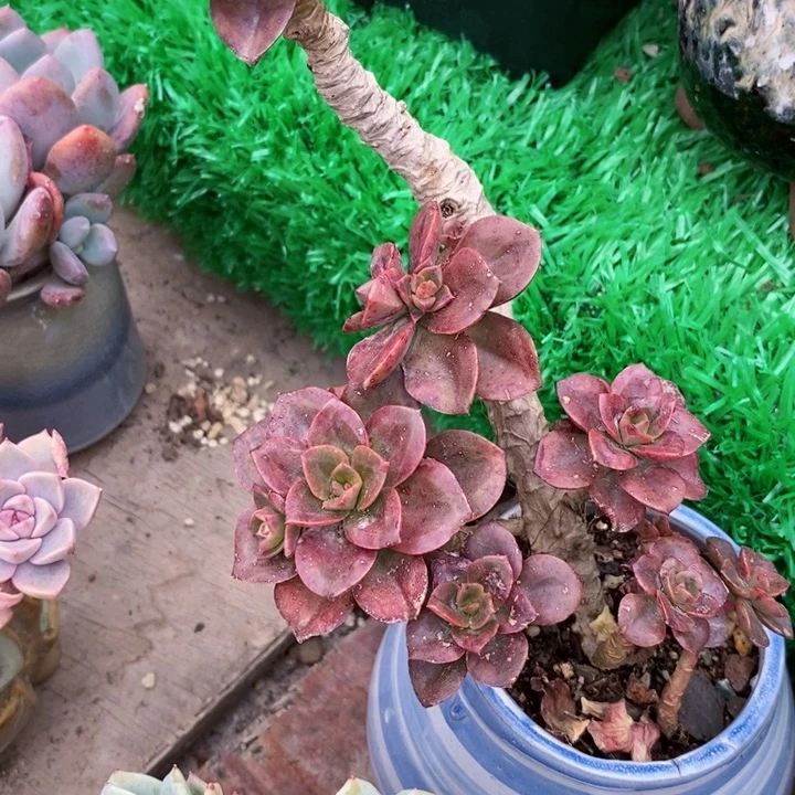 巧克力小老桩整无砍