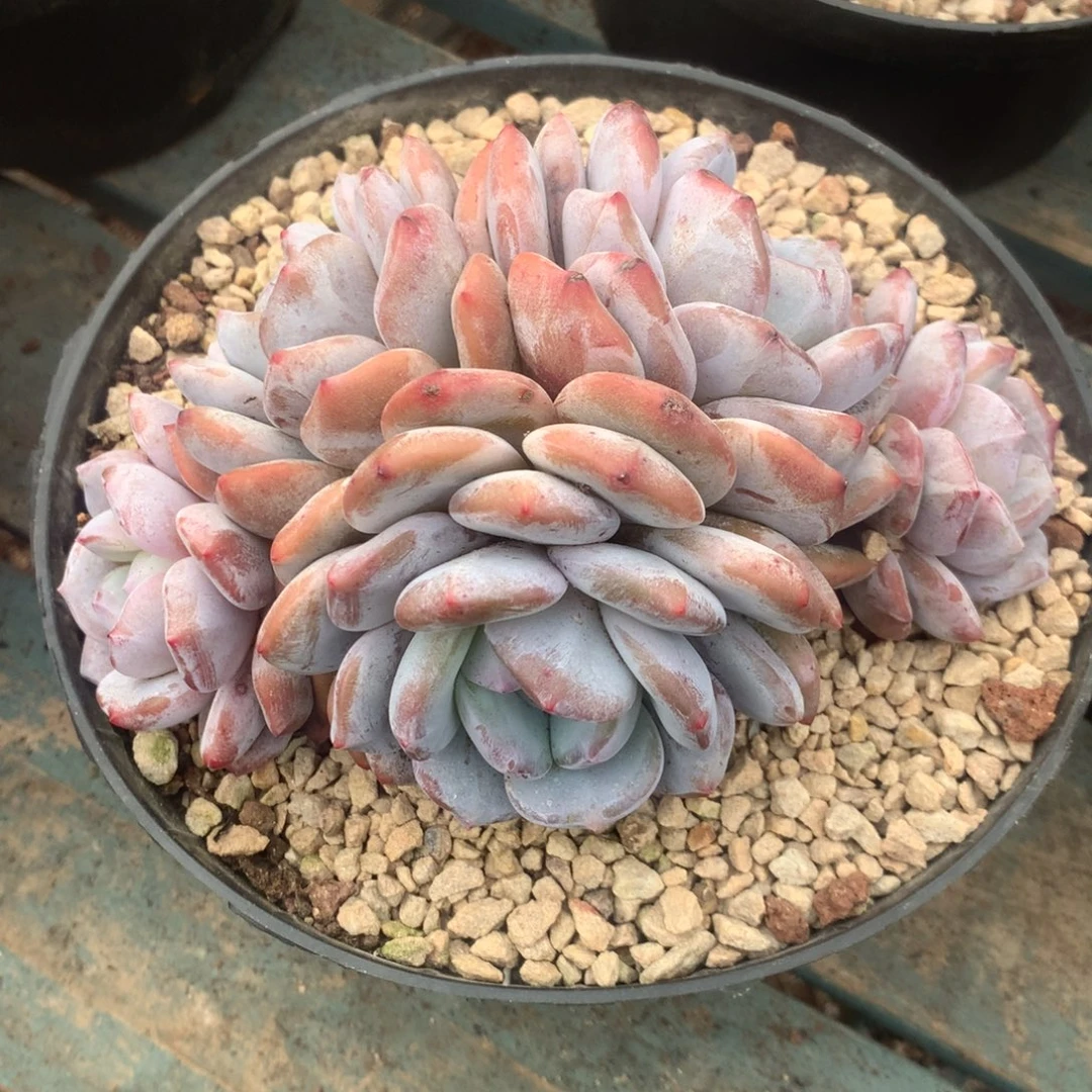 无花朵哈哈哈哈哈哈哈哈哈36