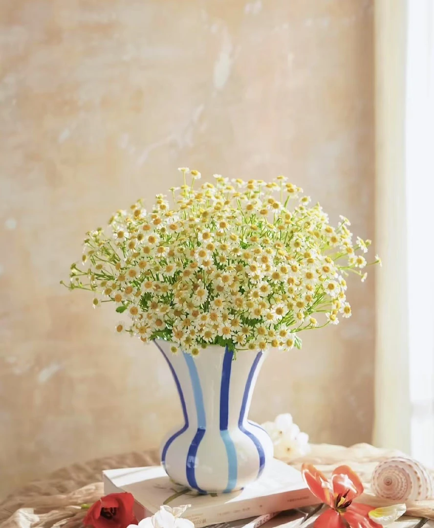 洋甘菊1扎 任意2单鲜花升级顺丰/德邦