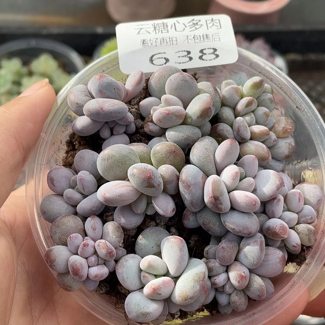 云糖心多肉植物638