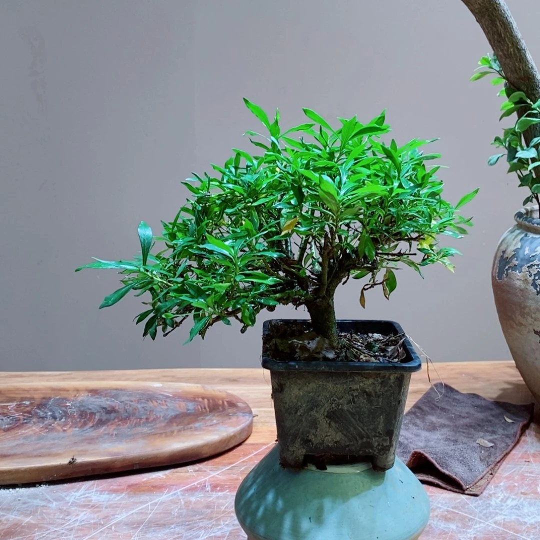 喜黛玉栀子花1111111111