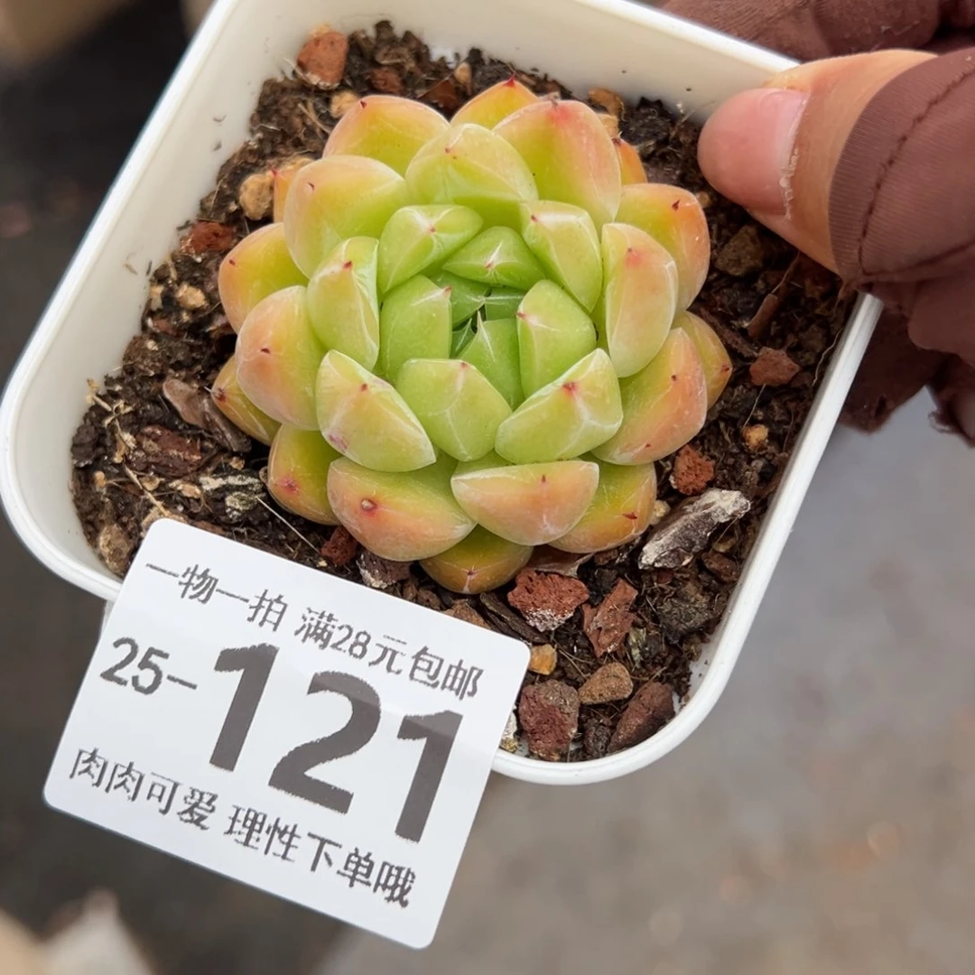 冰山珍妮多肉多肉多肉