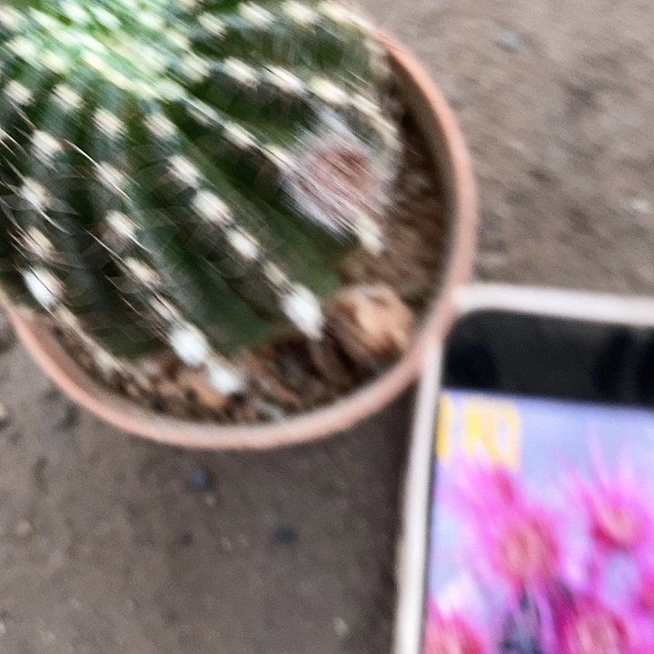 紫招和仙人球357788