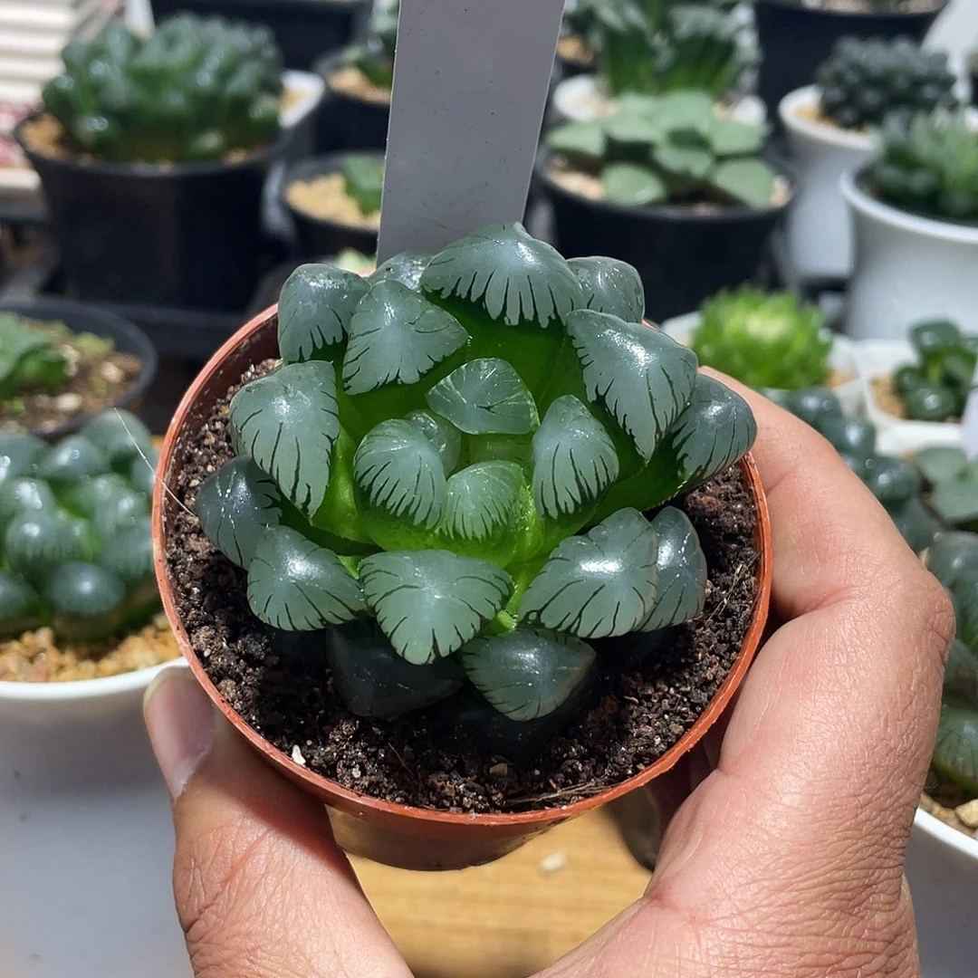 李****直播间18号紫姬大冰灯