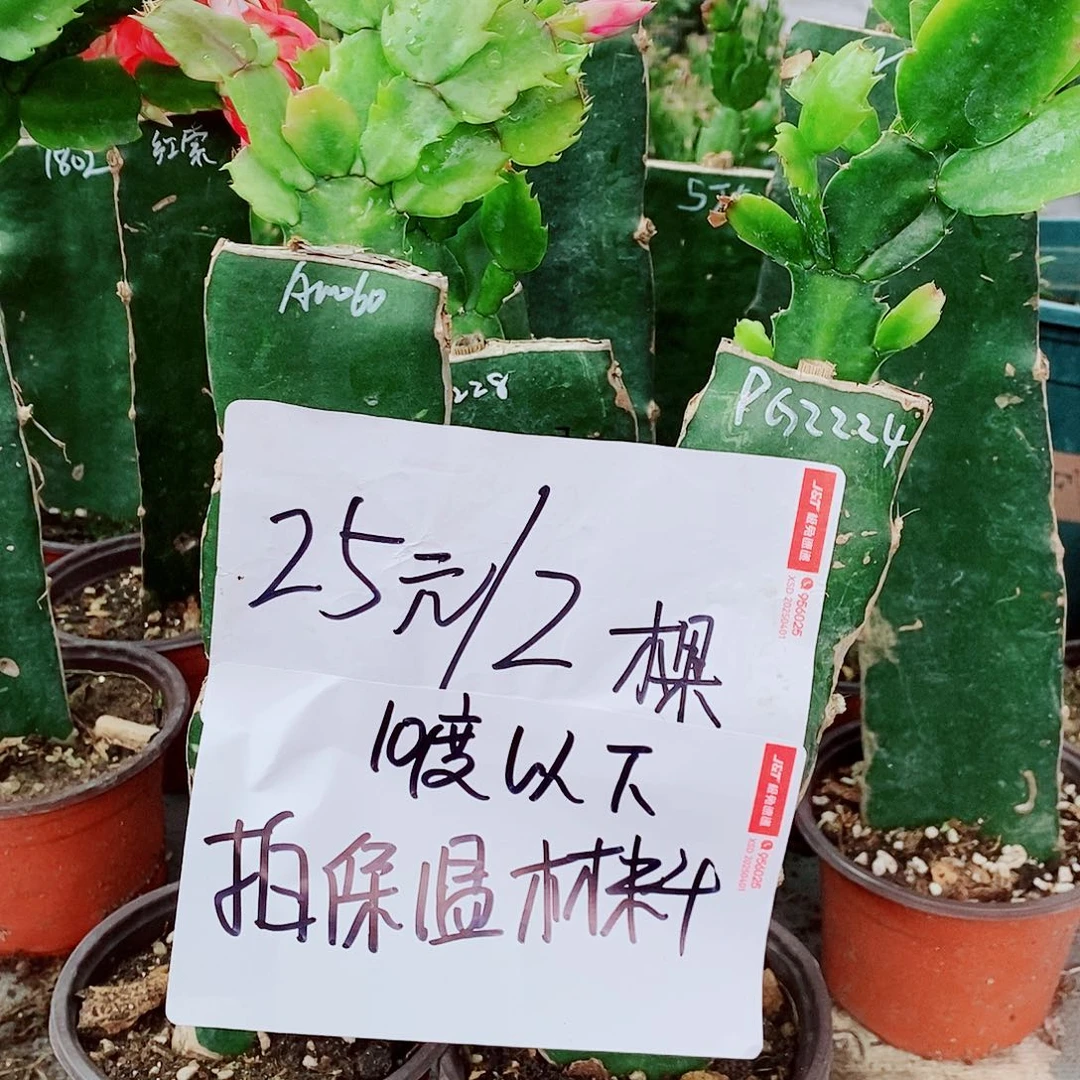 无花朵10度以下保温材料