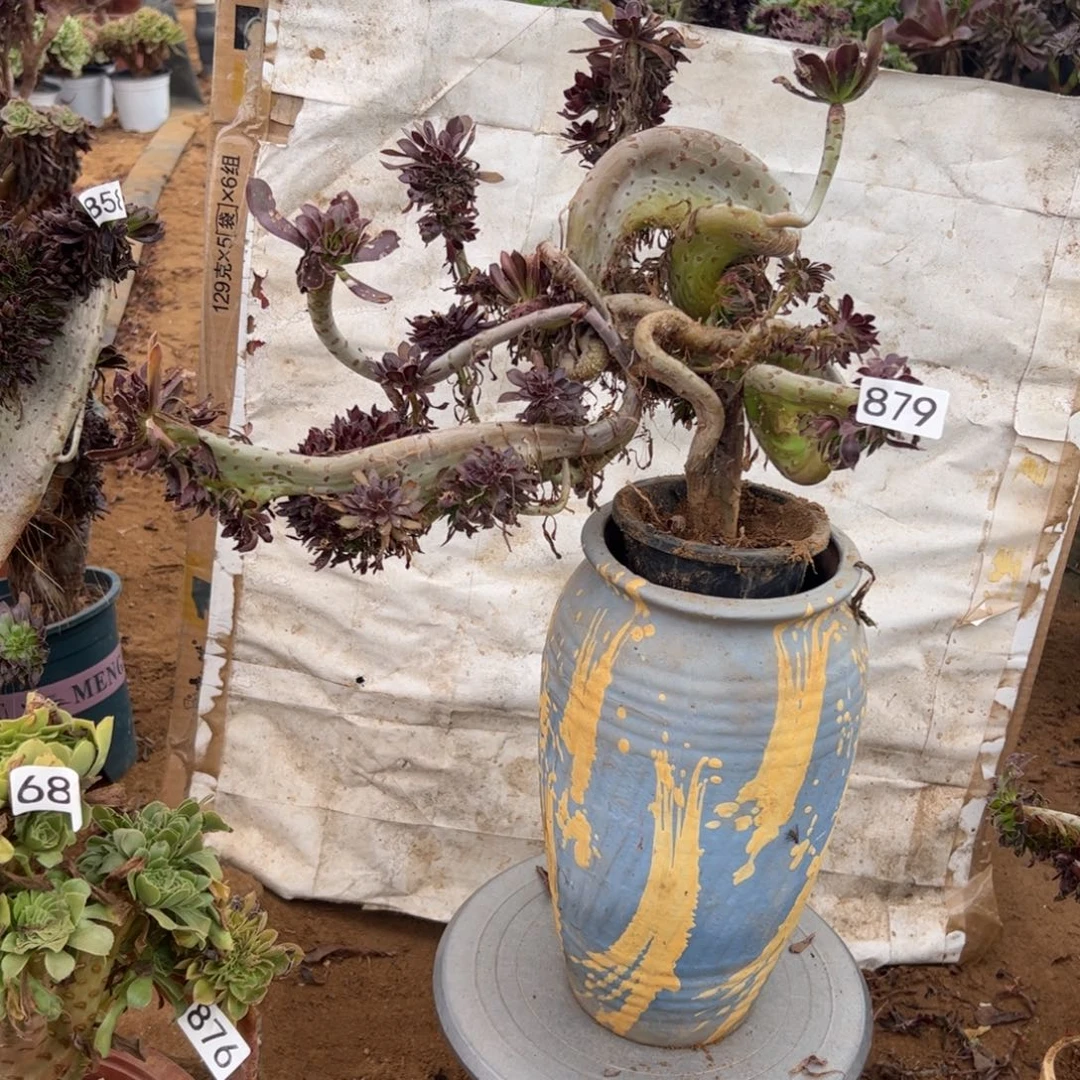 有伤黑缀879满28包邮