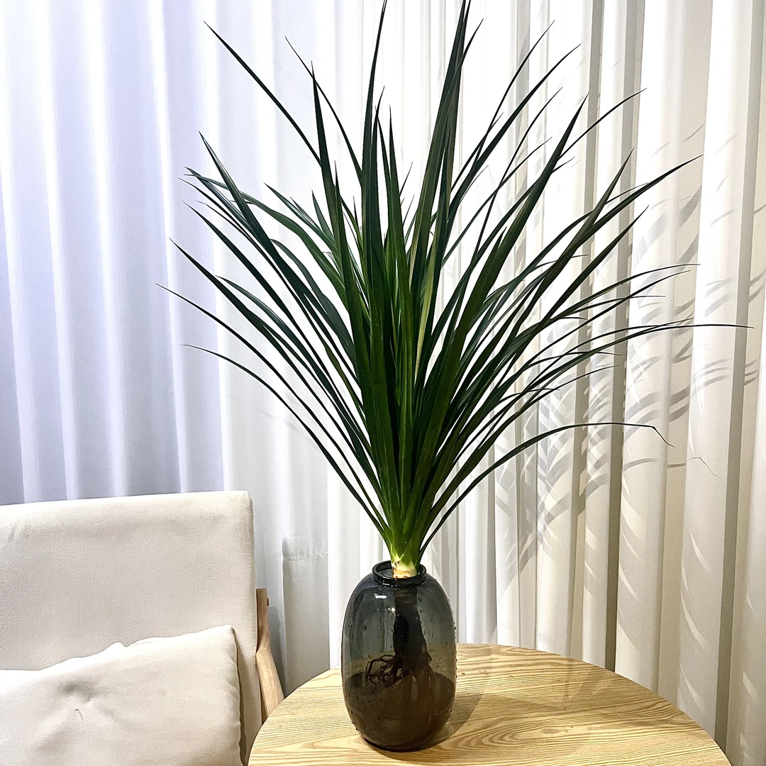 龙血树【黑珍珠】盆栽室内绿植客厅办公室四季常青空气净化观叶植物