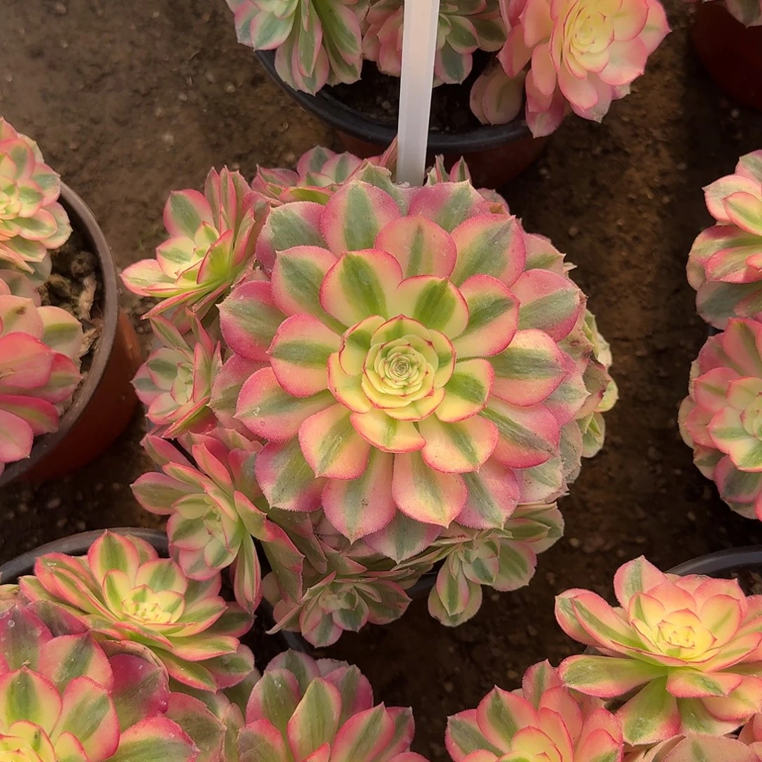 4503倾城多肉法师多肉