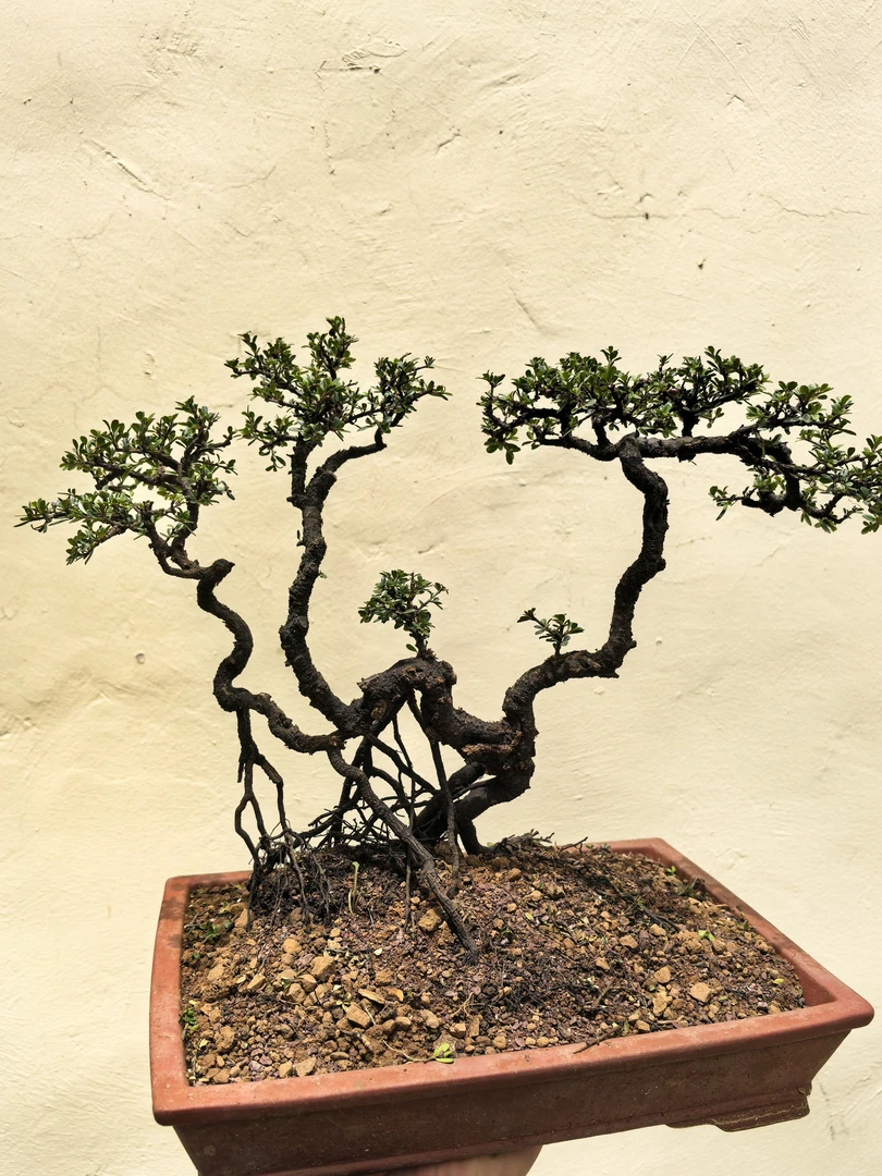 各种盆景素材，老桩，养护，会泽老鹰刺