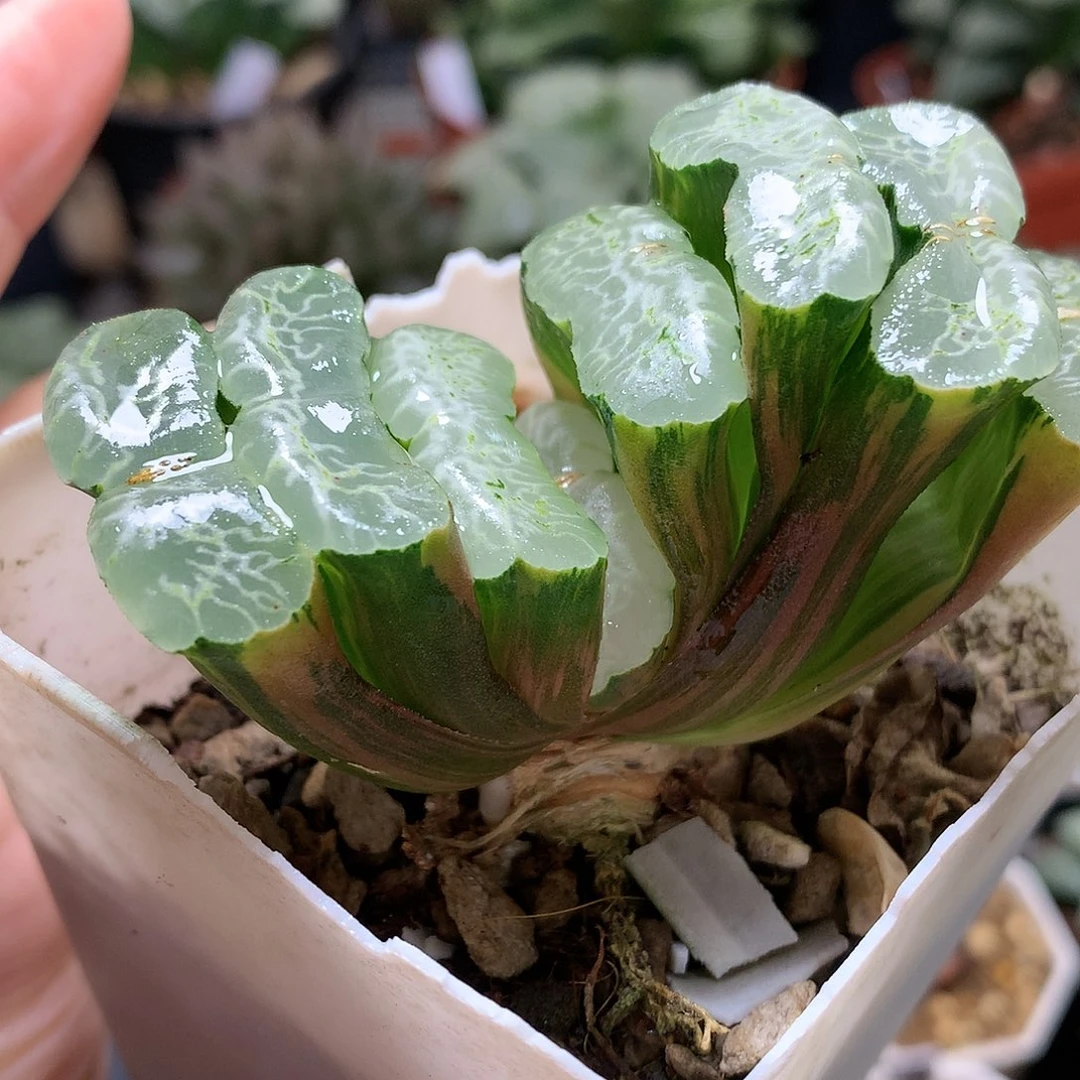 长乐玉扇锦带盆土发货t