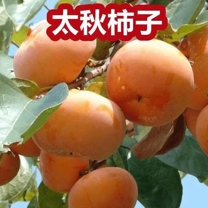 正宗嫁接太秋甜柿不涩口牛心柿四方柿太秋甜柿南北方盆栽庭院种植