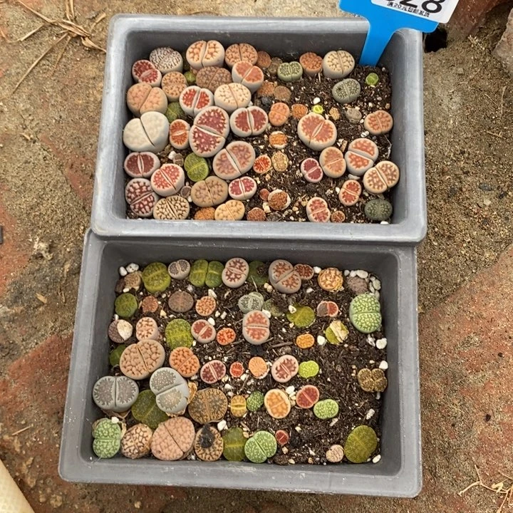 龙****）生石花等植物528