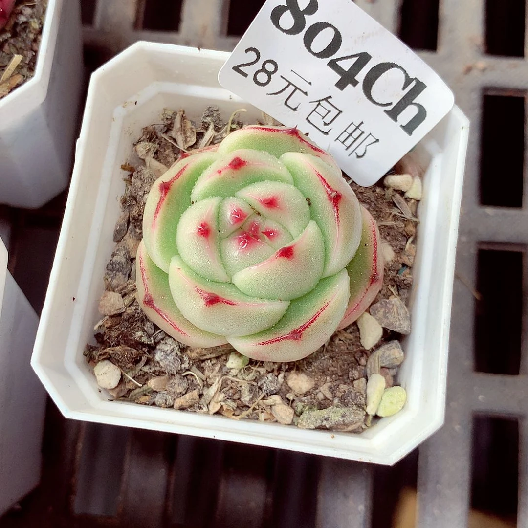 5厘米盆精控多肉804