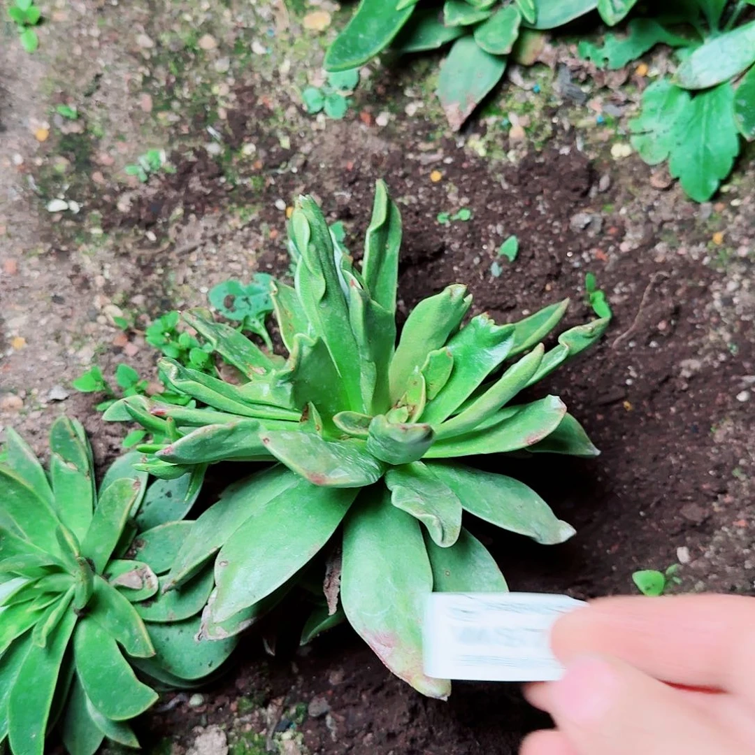 哇***哒8732帕么瑞苹果叶多肉