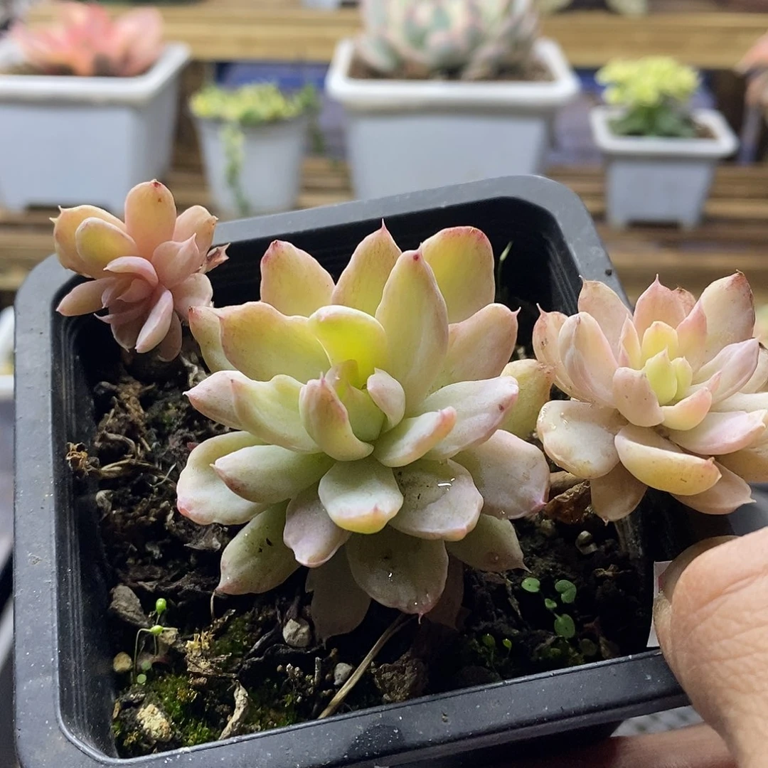 1935 丝绸拉丝锦