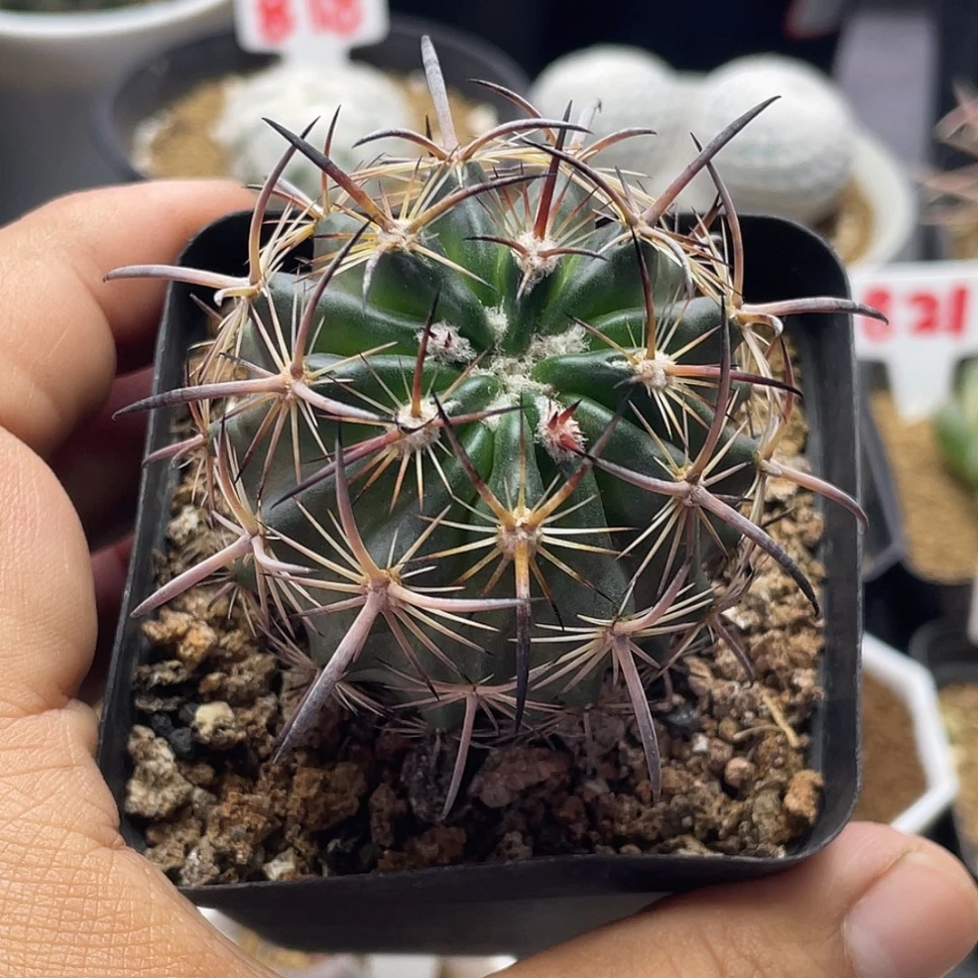 实生强刺虎爪玉仙人球