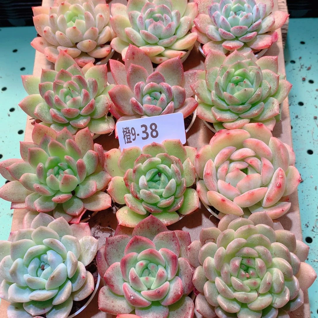 9-38一物一拍多肉带盆18颗