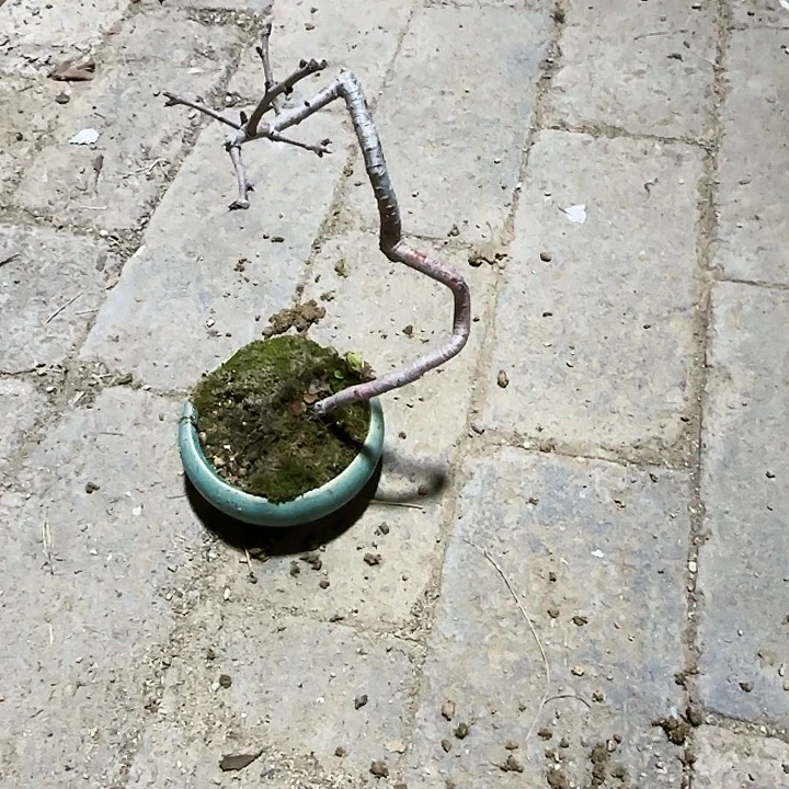 红陶?**灬都过好啦啊哈嘿嘿