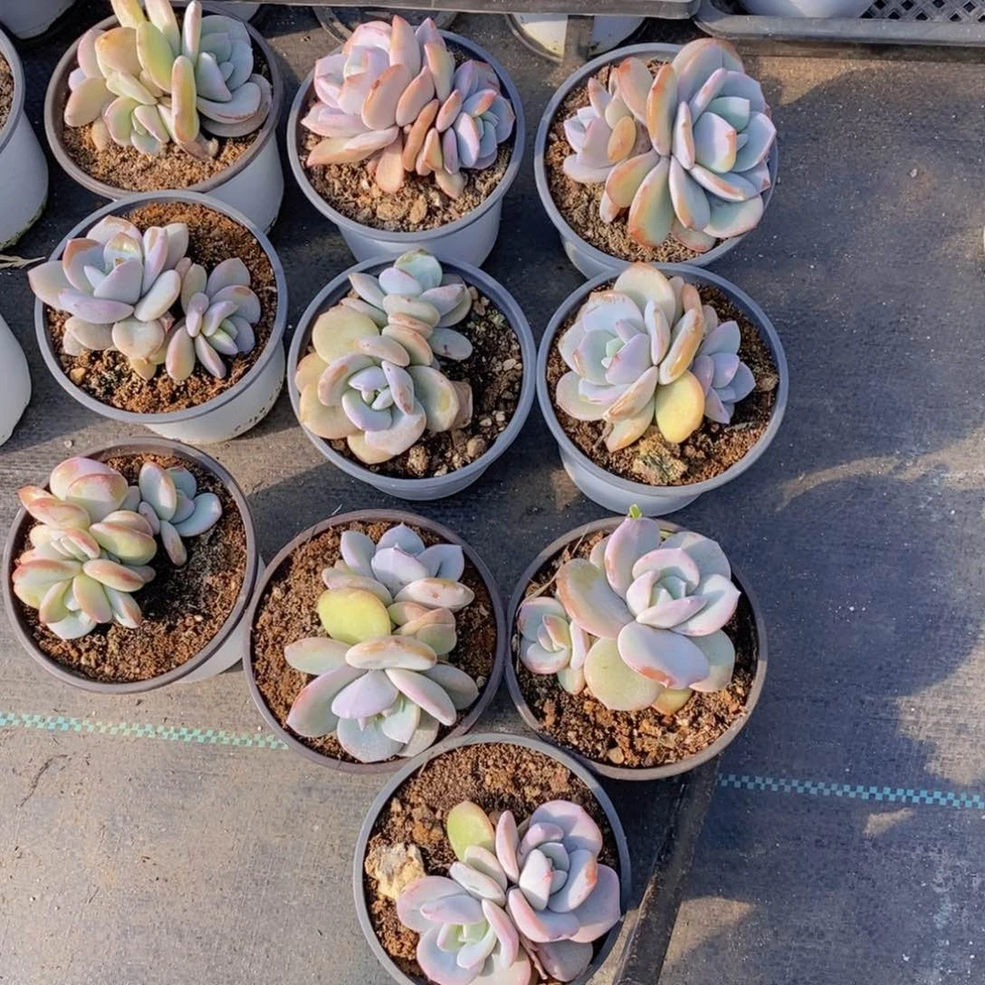 双头7颗3头两颗5头一颗。