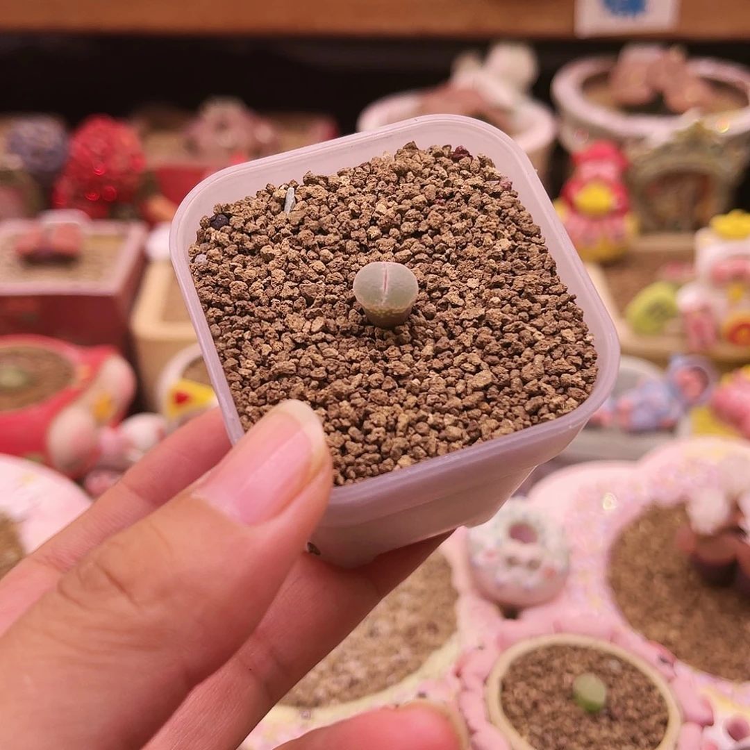 三年安格可带盆土发货