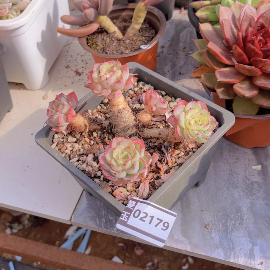 七福美尼多肉植物02179