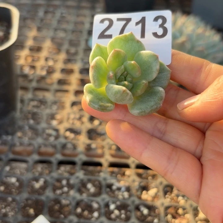 头盖锦无根多肉植物满18包邮