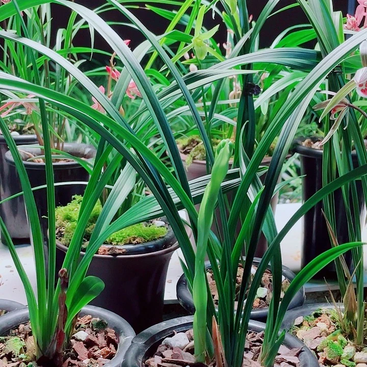 扎***根无花朵一物一漂亮开花