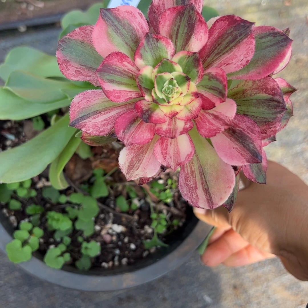 164伯爵嫁接多肉多肉多头