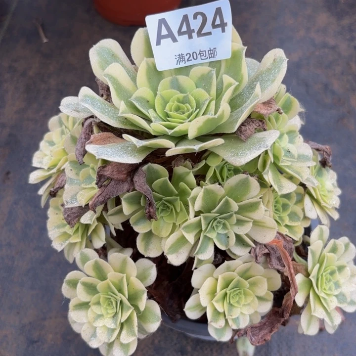 瑞妈多肉植物，424绿豆沙