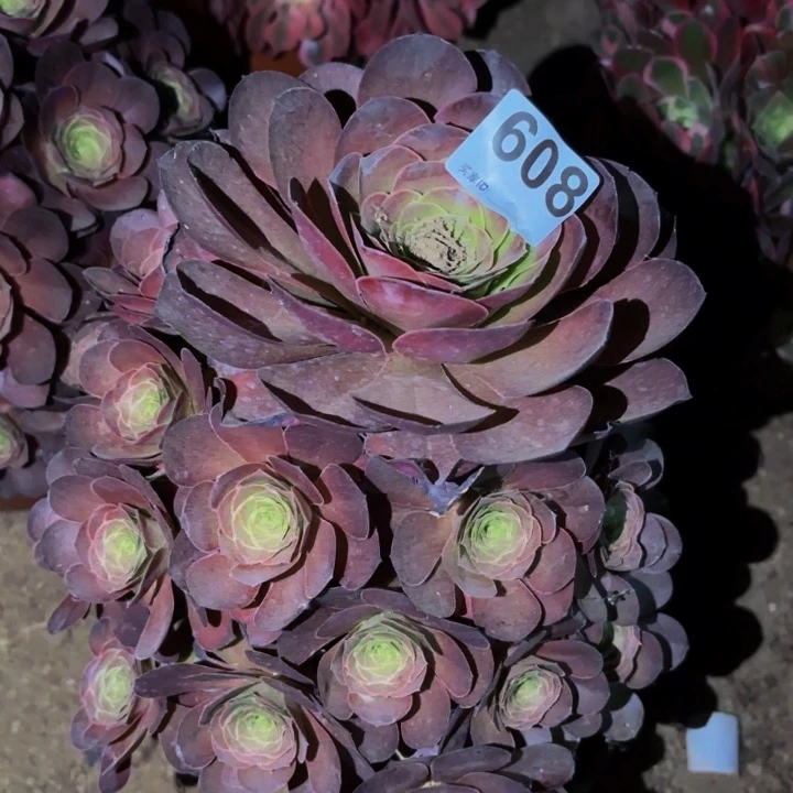 608魅金多肉植物