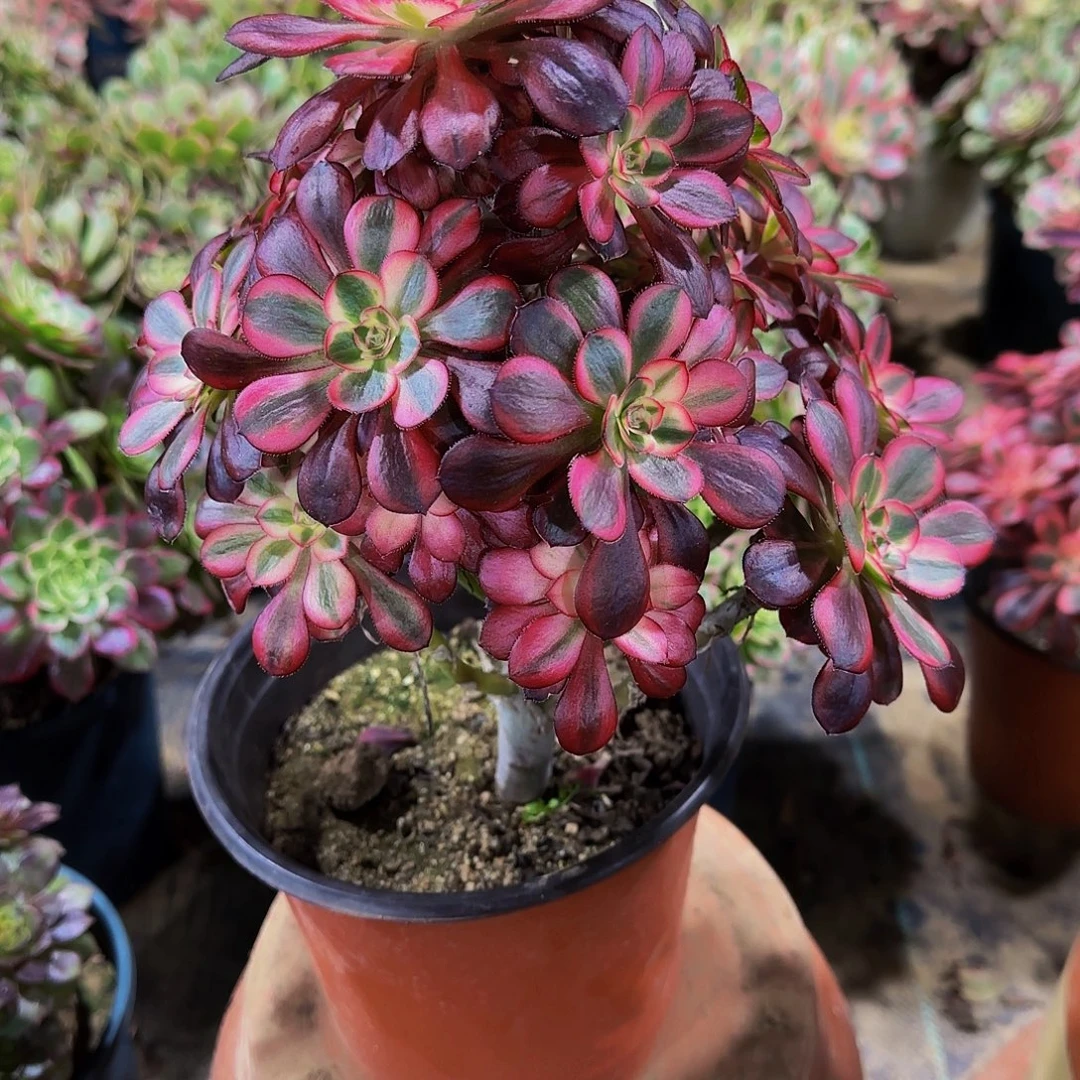 老庄香奈儿法师30.8