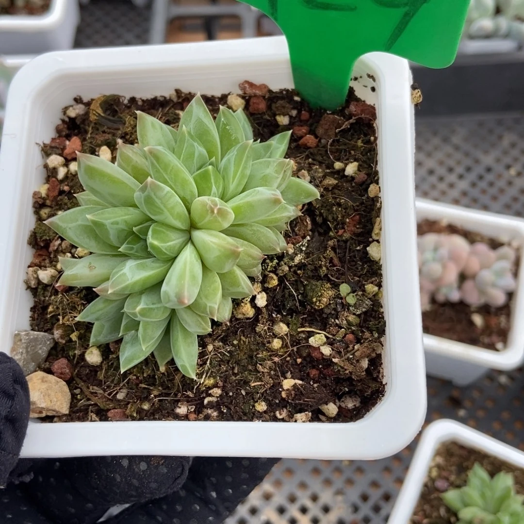 929幻影美人多肉植物
