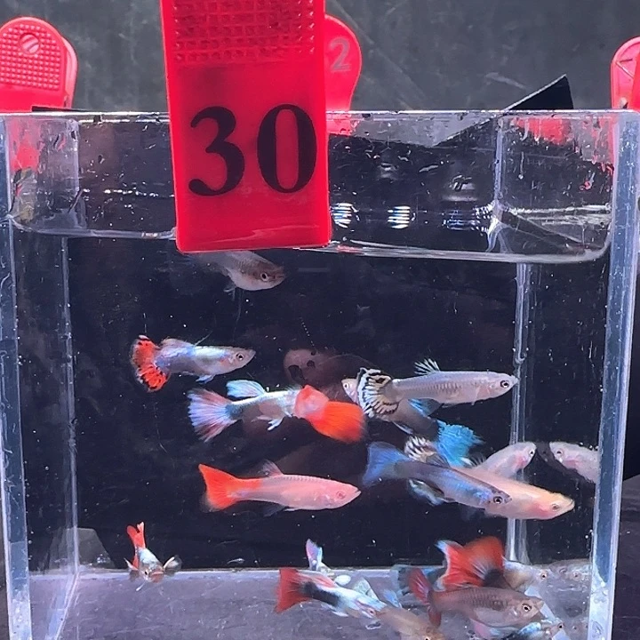 孔雀鱼30号，20条鱼