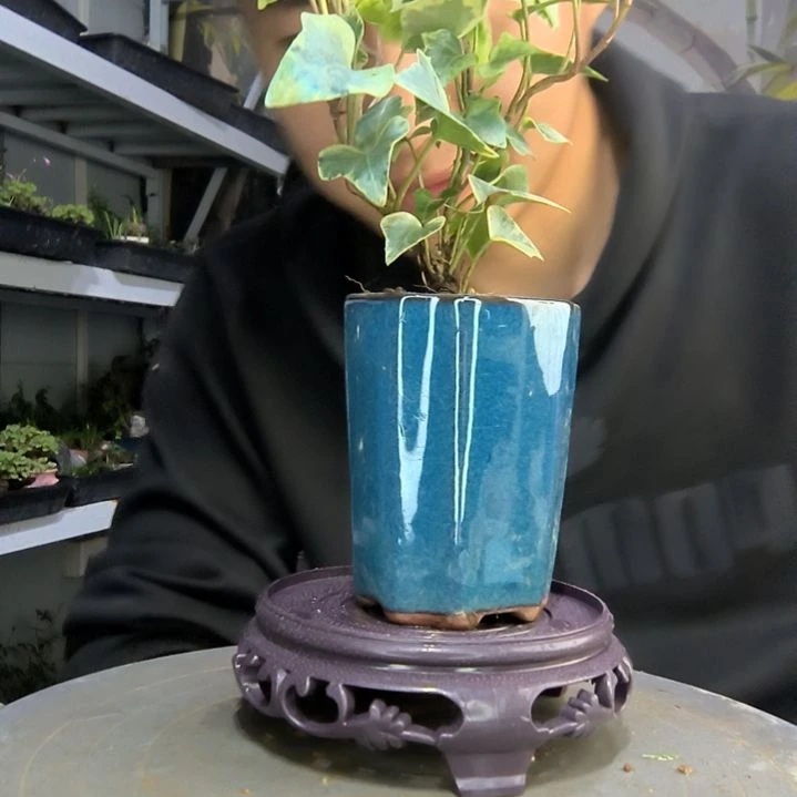 我****。中青园艺一物一拍113