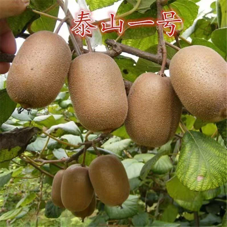 果树苗新品种猕猴桃树苗泰山一号猕猴桃苗 南方北方种植当年结果