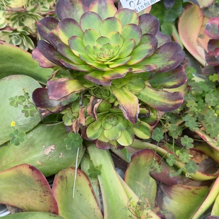 213号万圣节七彩啊啊