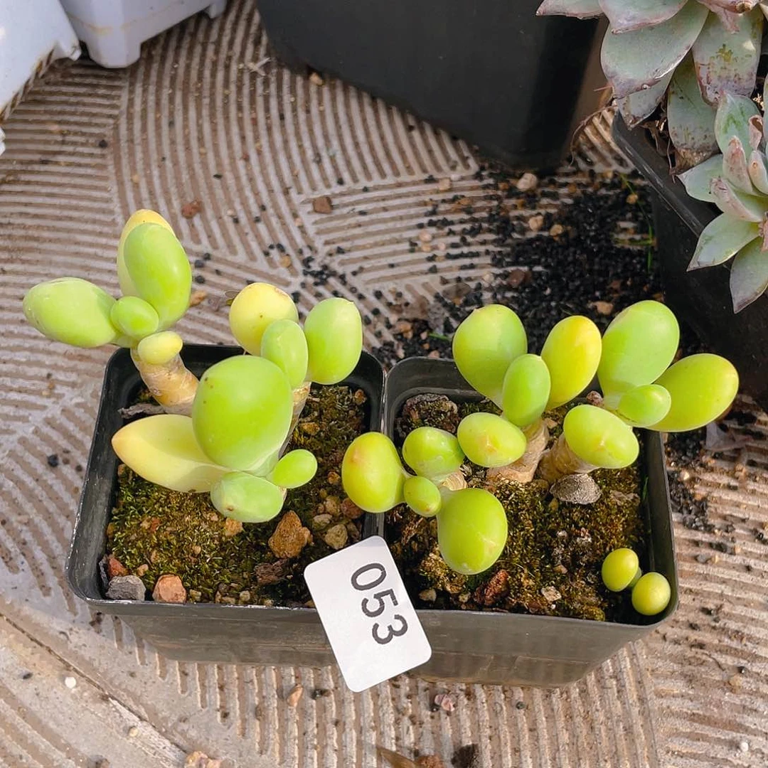 53。芒果奶。