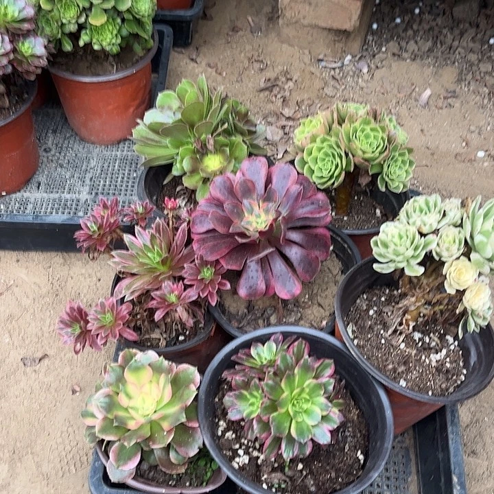498多肉植物组合，