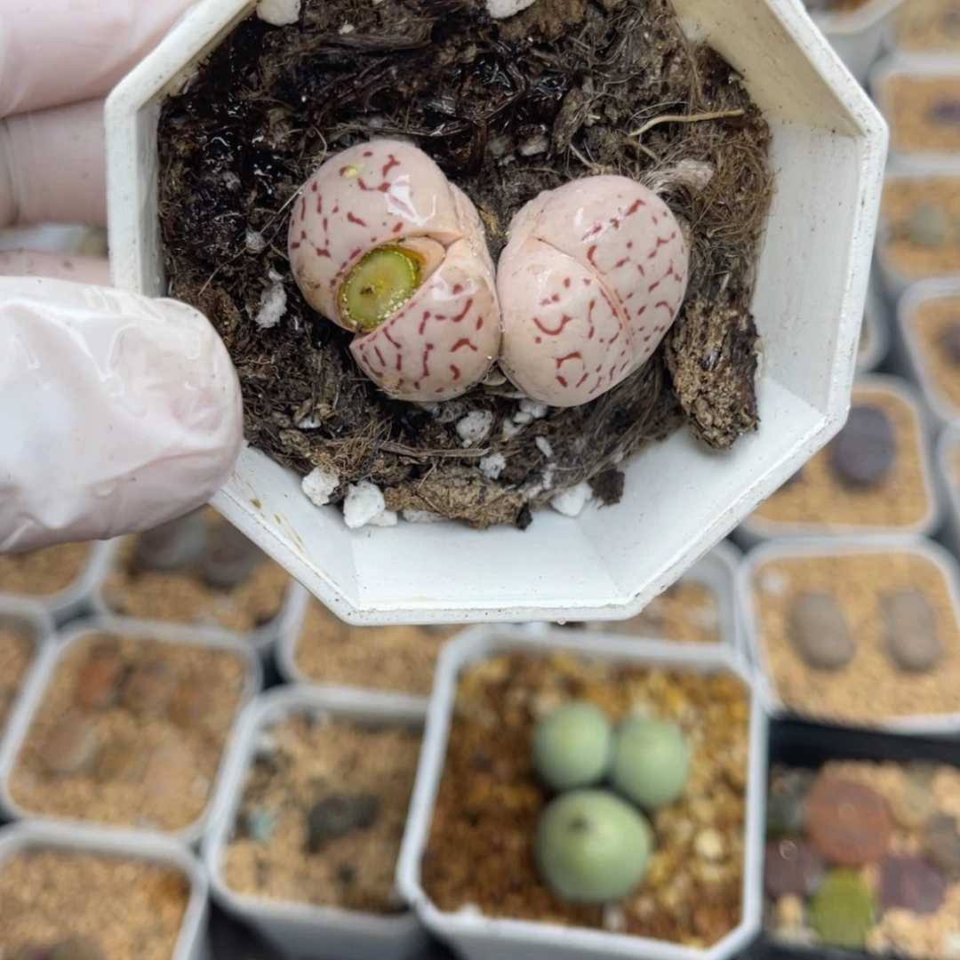多肉植物一物一拍78