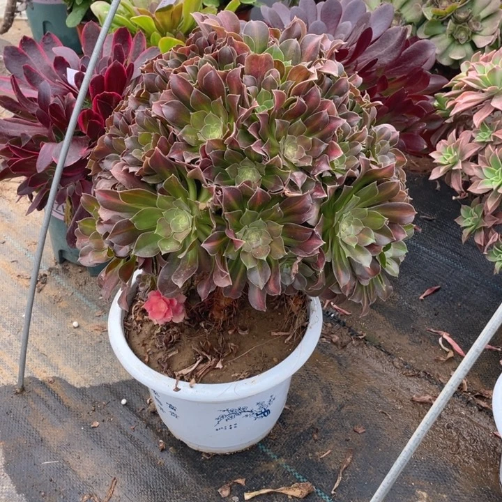 736中班法师多肉断枝不售后