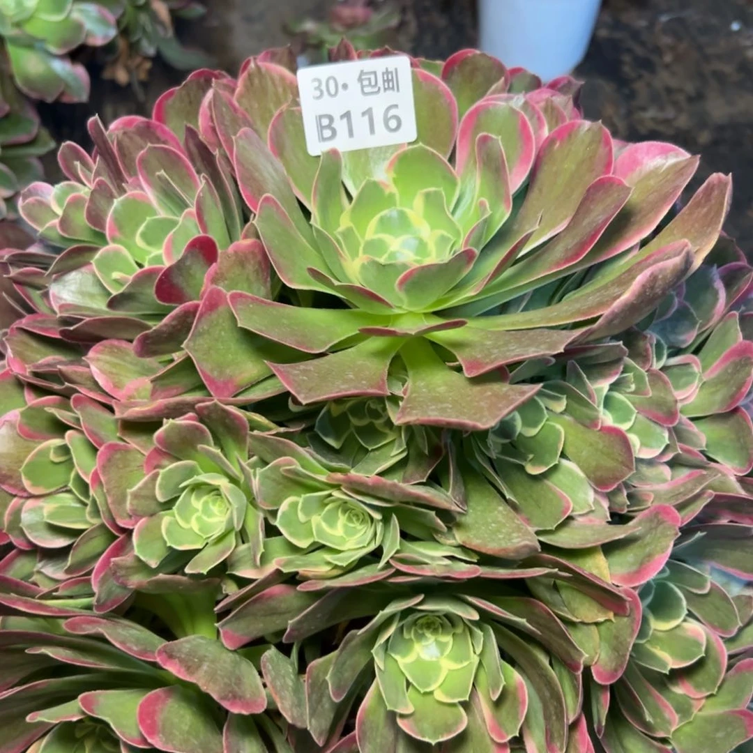 116 白凤，多肉法师