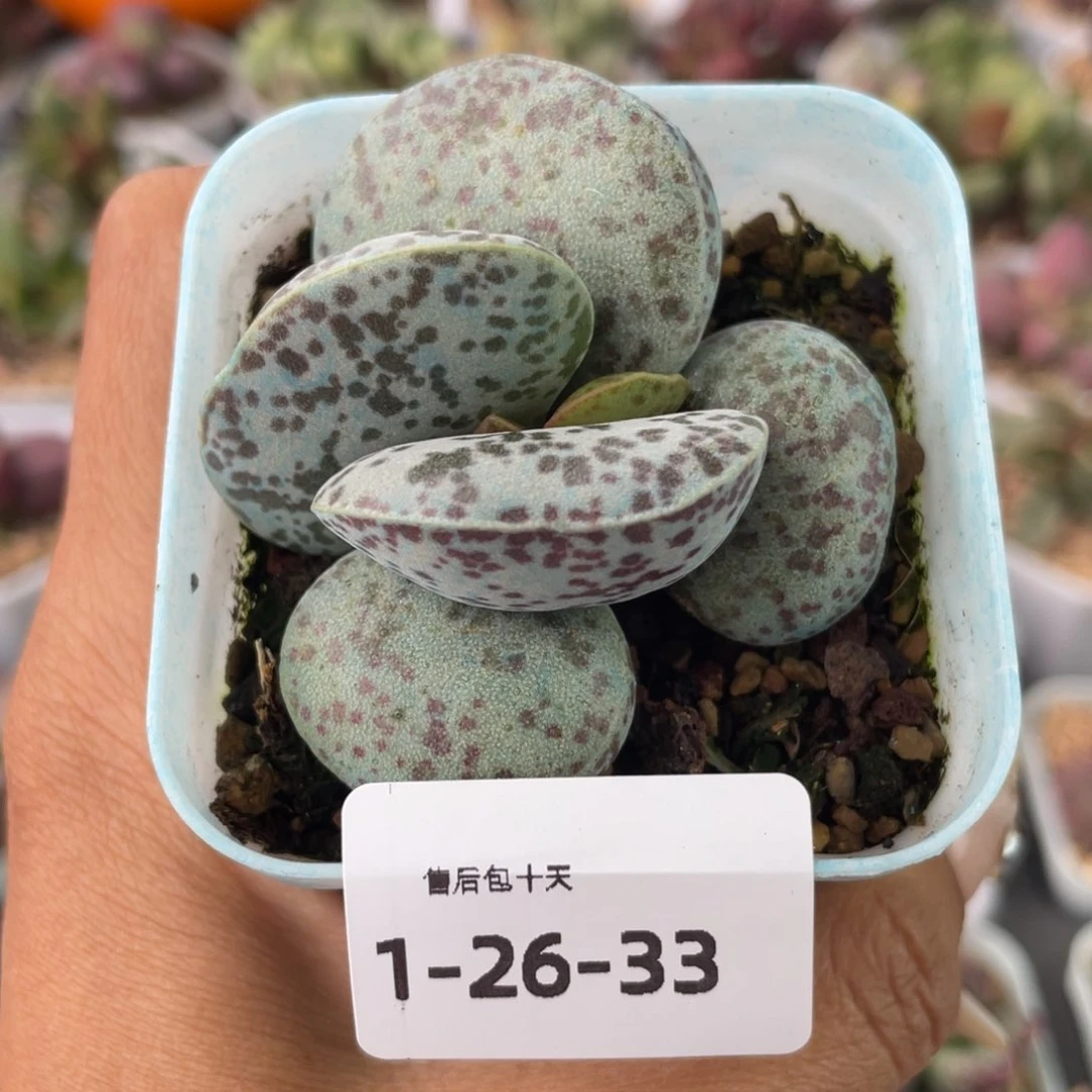 c****m         花蛋。