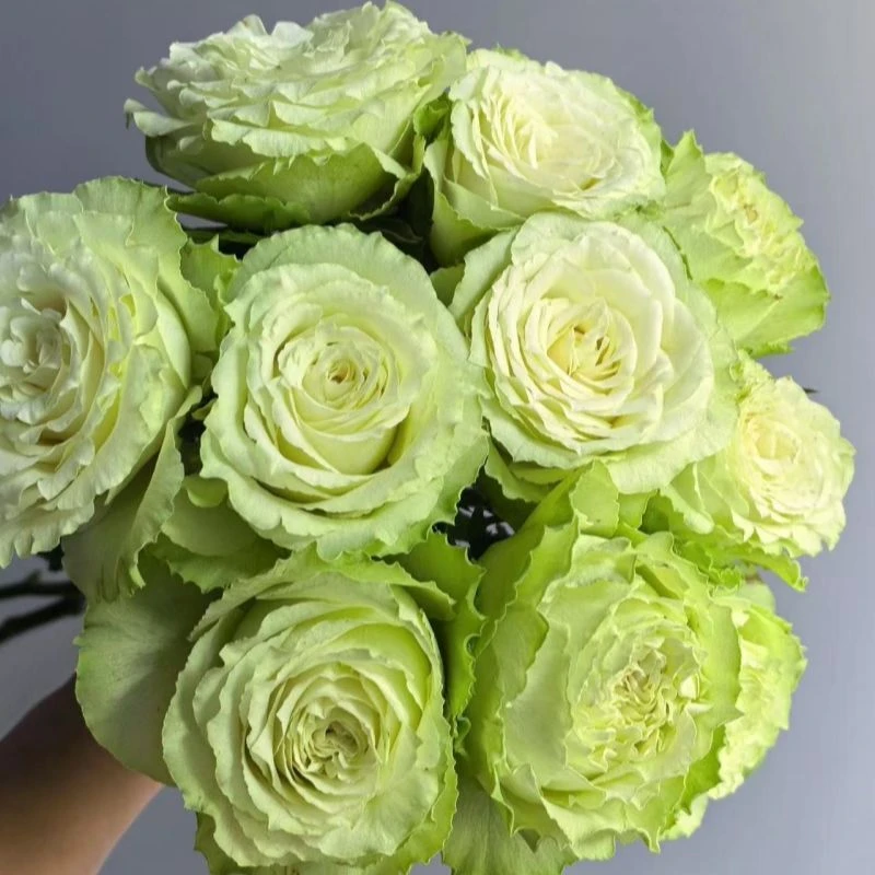 柠檬水月季切花玫瑰花苗阳台中苗绿色花