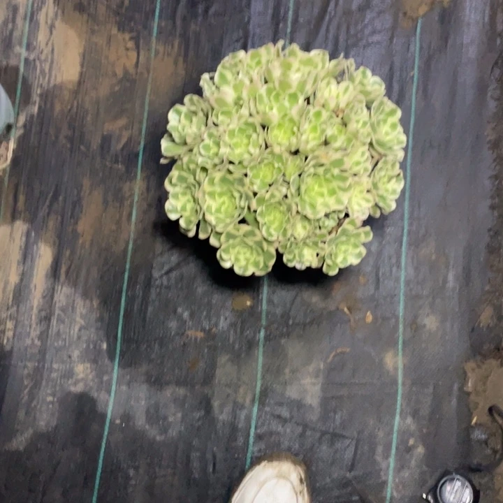 55白凤多肉多肉植物多肉