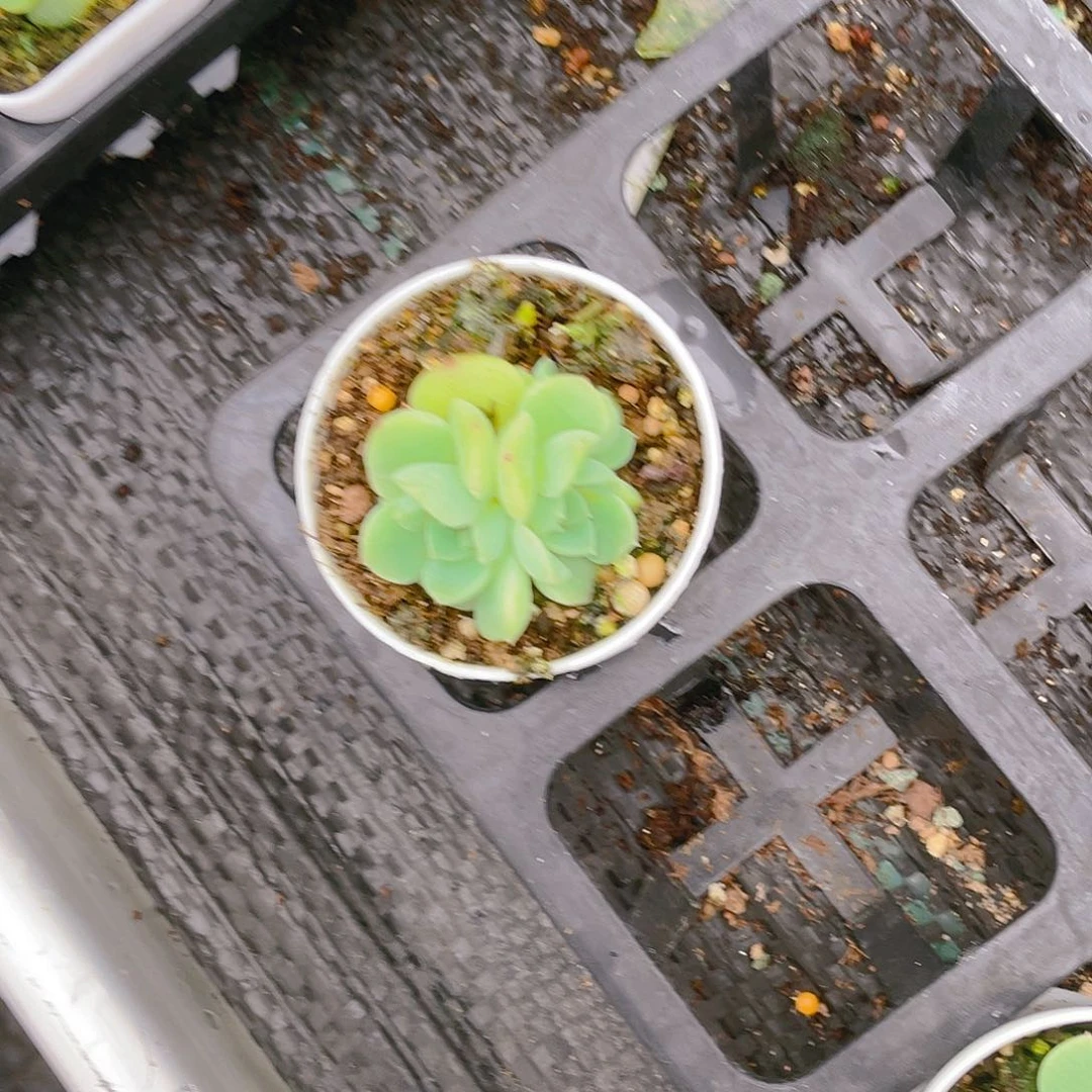 雨**曦大纸鸢五头盆一个满25包邮