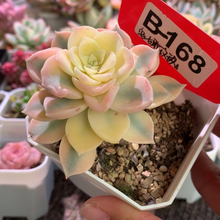 叶心全福利品有根