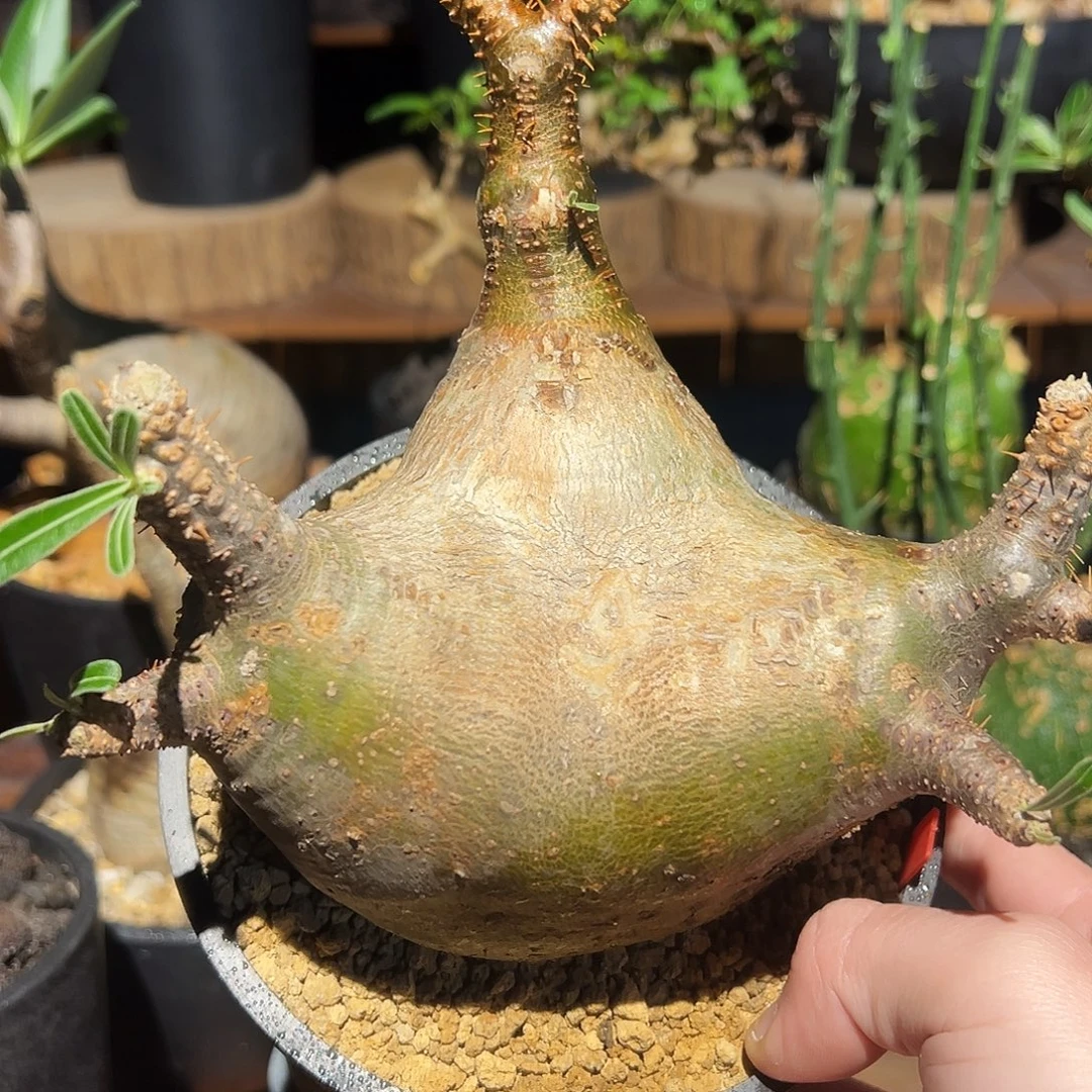 象牙宫大平台1111111111