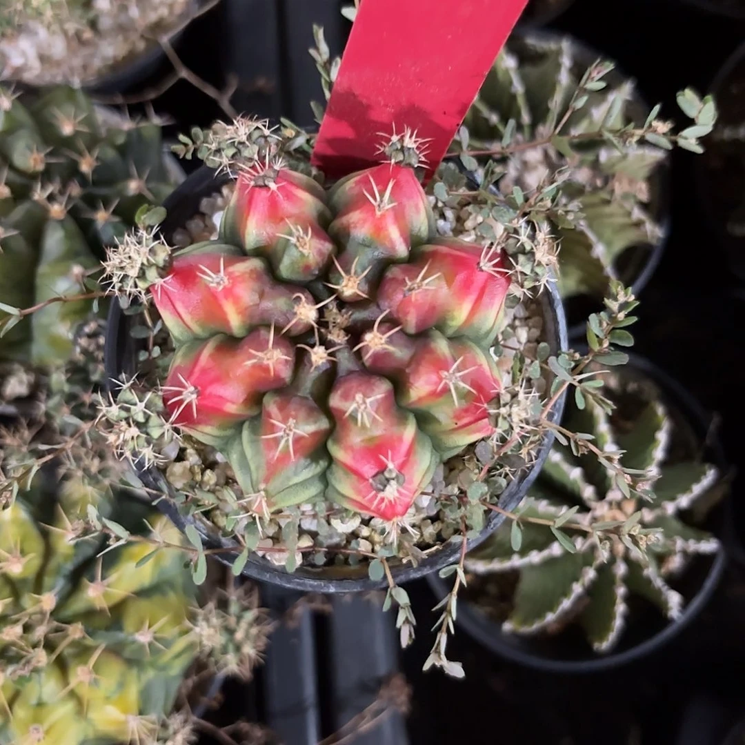 282-1105泰国发货多肉