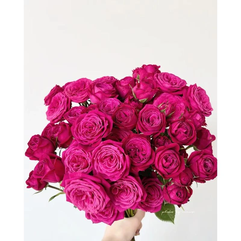 【空气香水】精选空气香水多头玫瑰家居摆放插花云南鲜花优质鲜切花